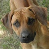 Rescue Dog